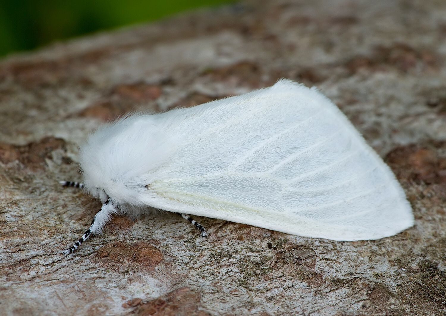 Leucoma salicis