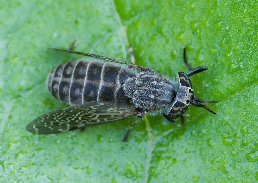 Haematopota pluvialis