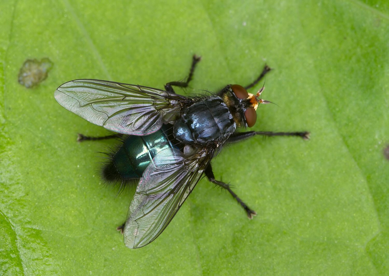 Cynomya mortuorum