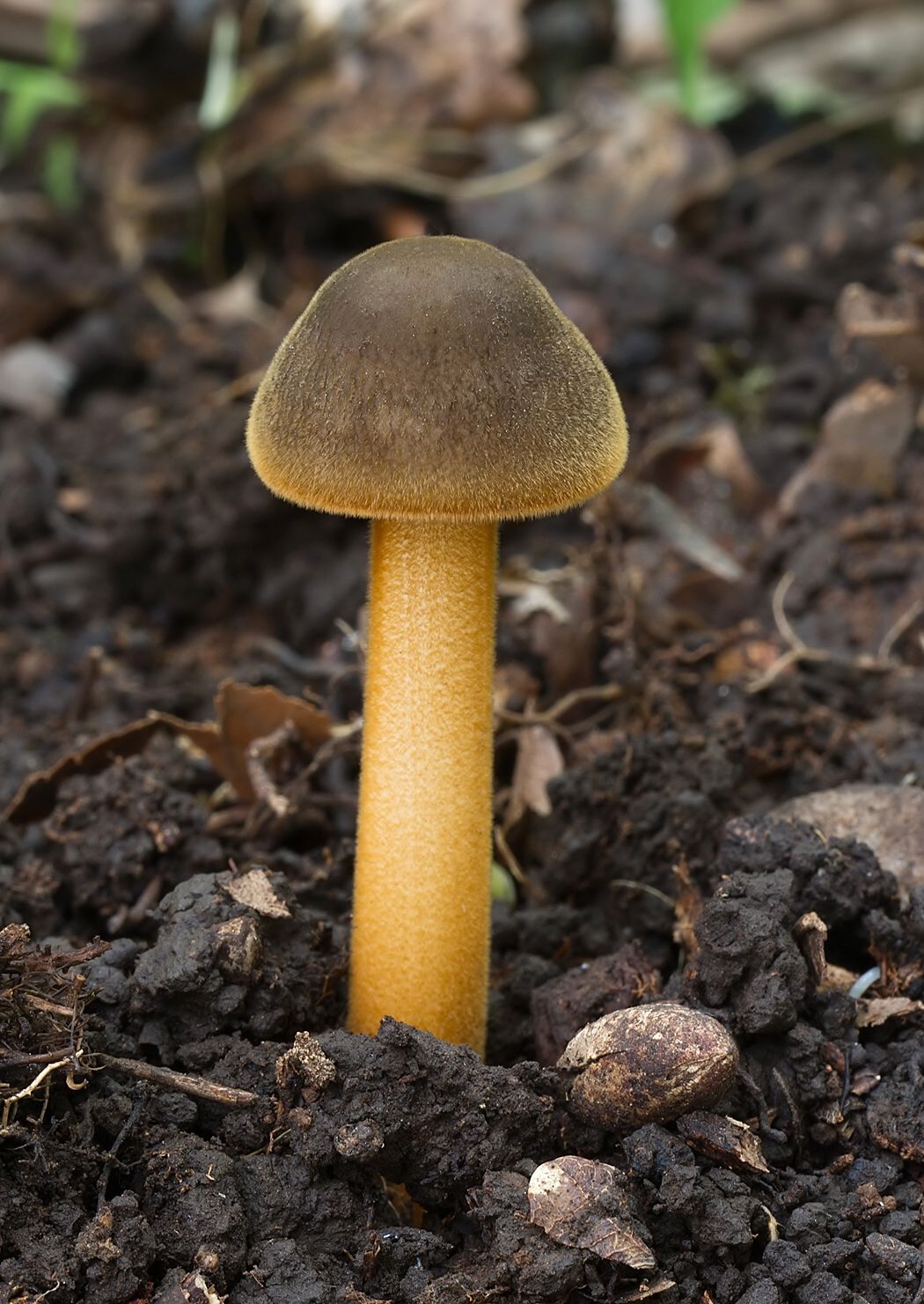 Xerula pudens