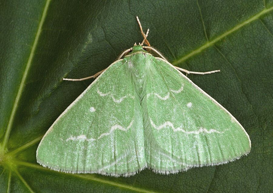 Thetidia smaragdaria