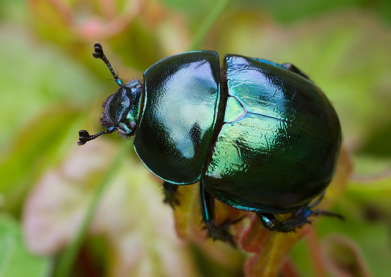 Trypocopris vernalis