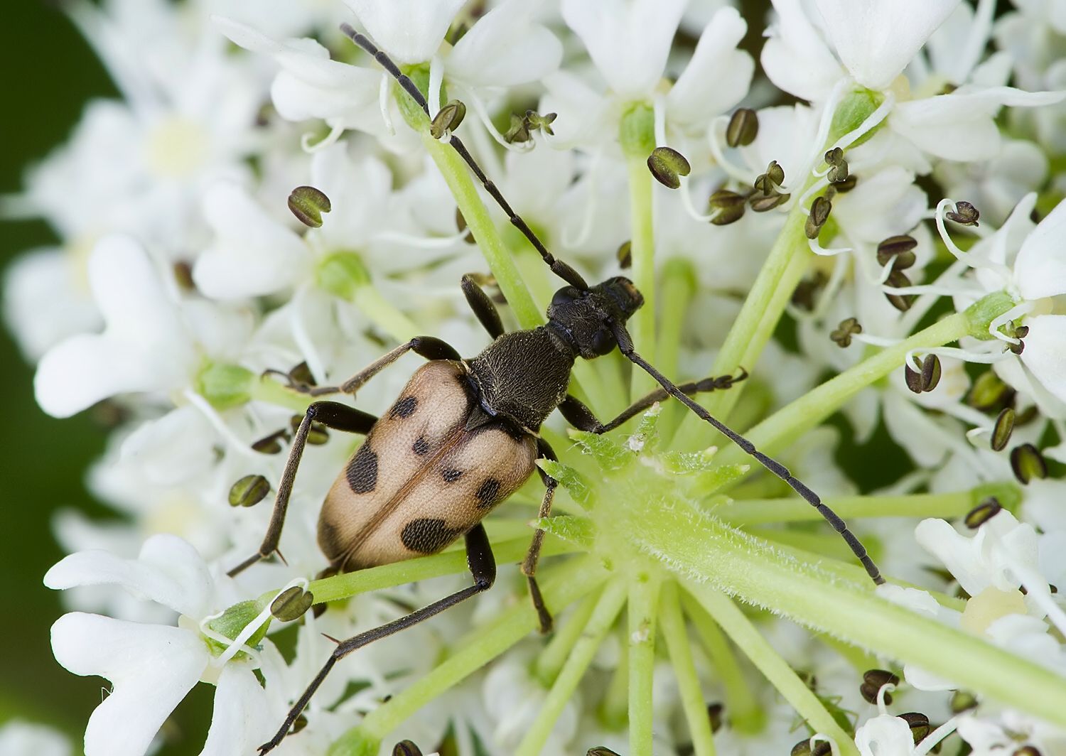 Pachytodes cerambyciformis