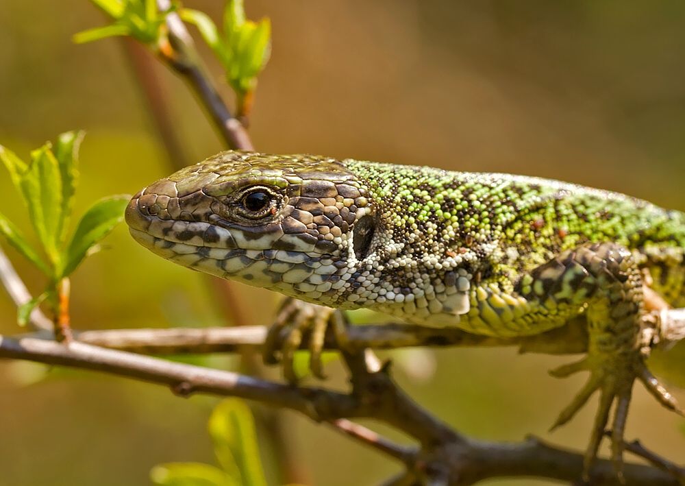 Lacerta viridis