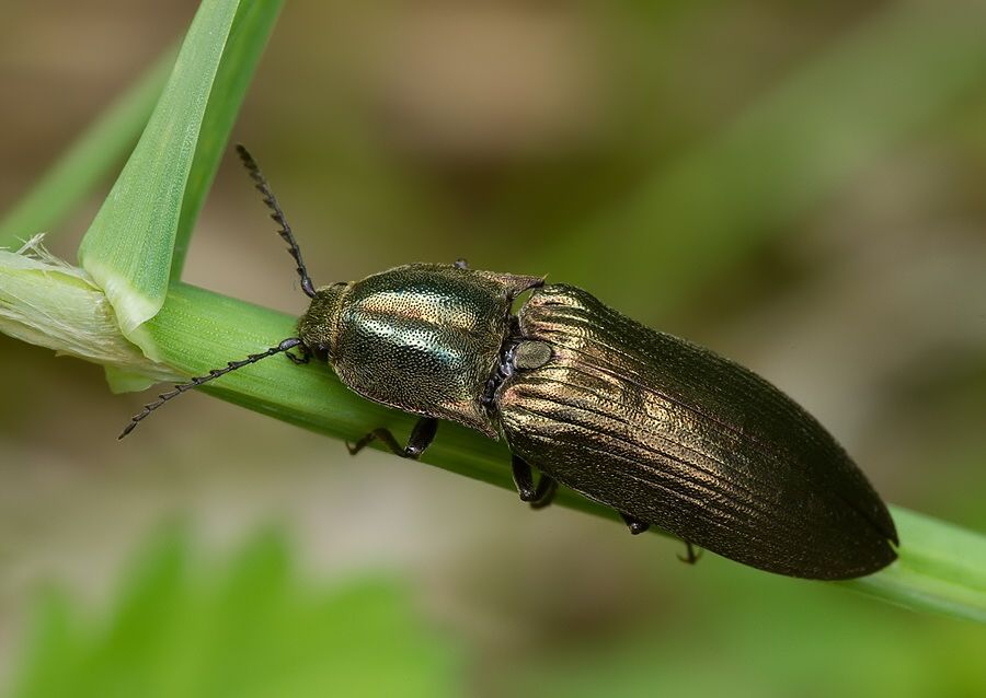 Ctenicera pectinicornis