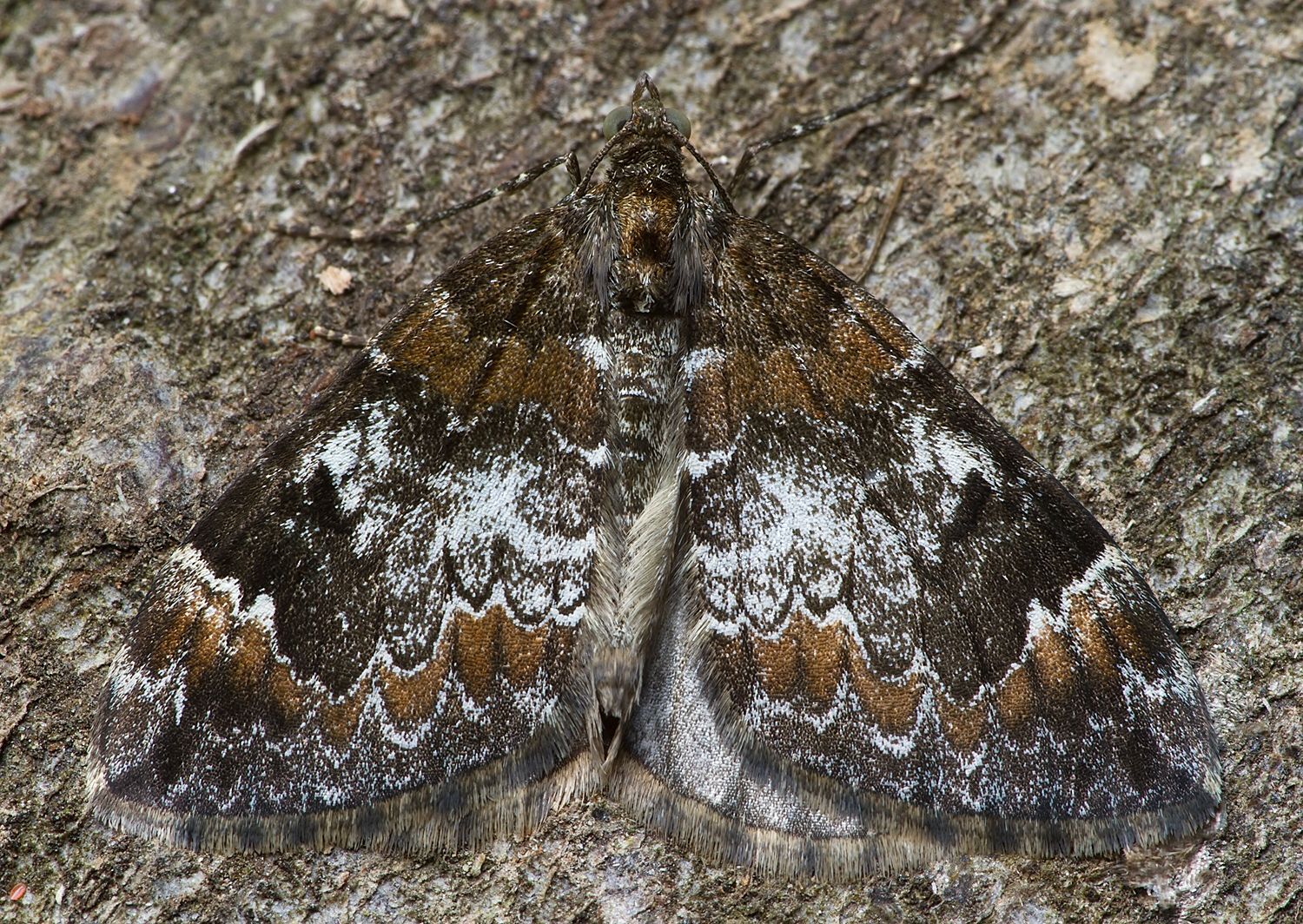 Dysstroma citrata