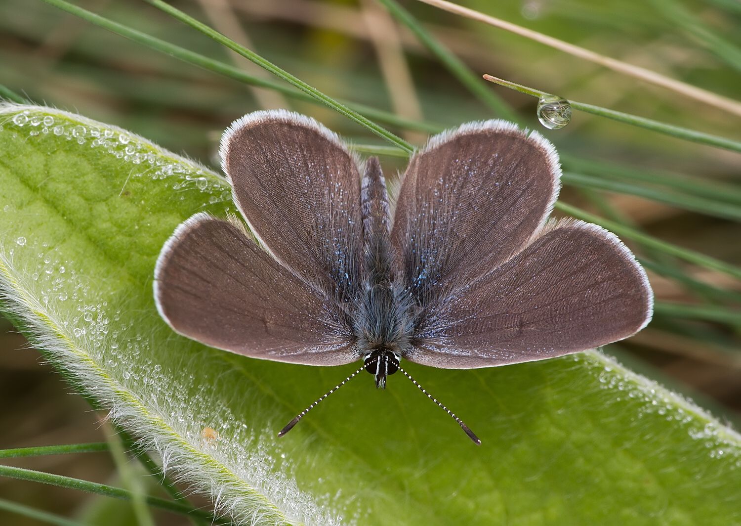 Cupido minimus