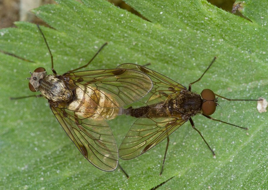 Chrysopilus cristatus