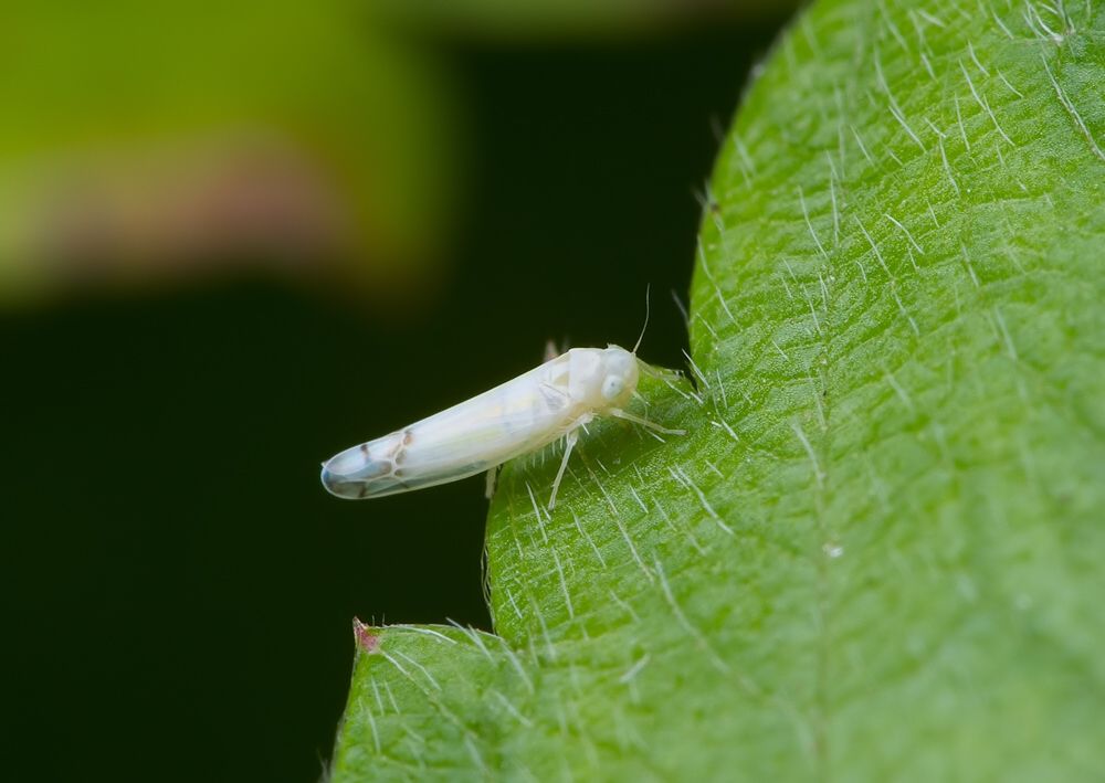 Ribautiana sp.