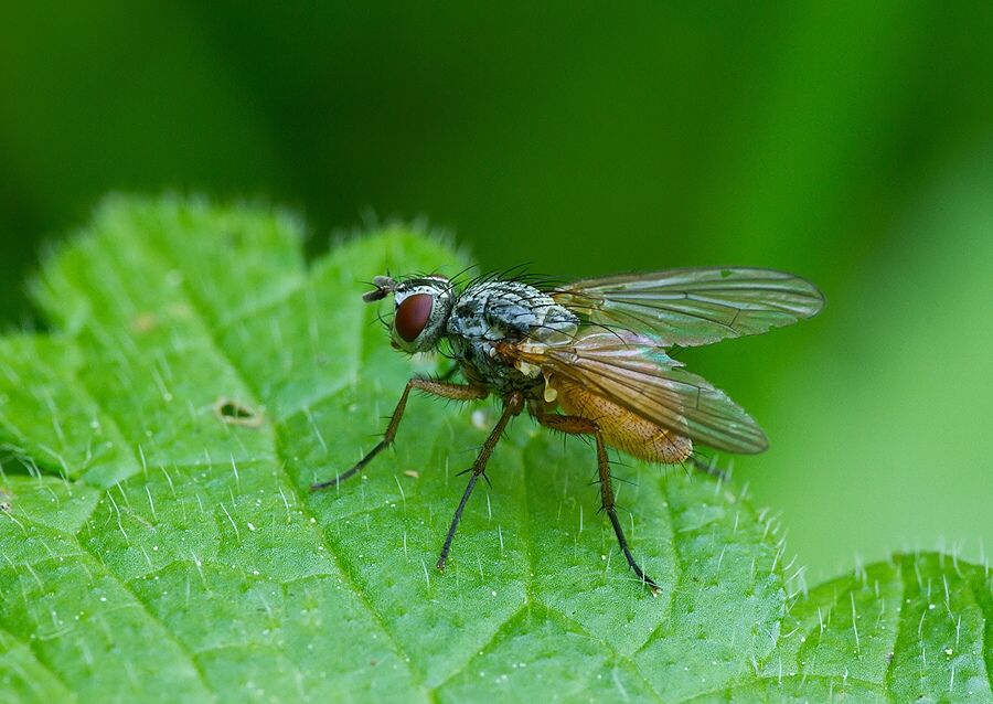 Mycophaga testacea