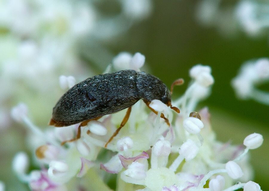 Byturus tomentosus
