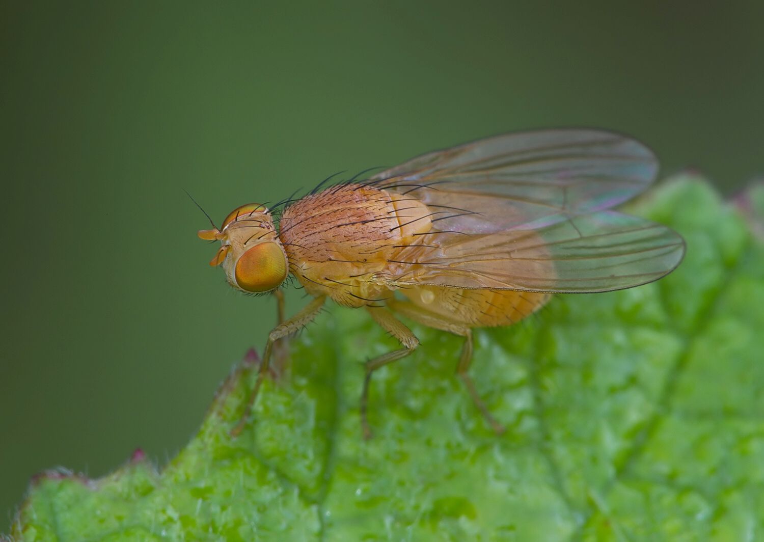 Sapromyza intonsa