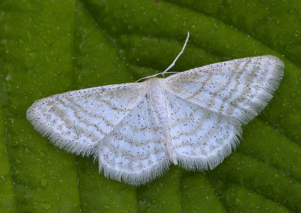 Idaea pallidata