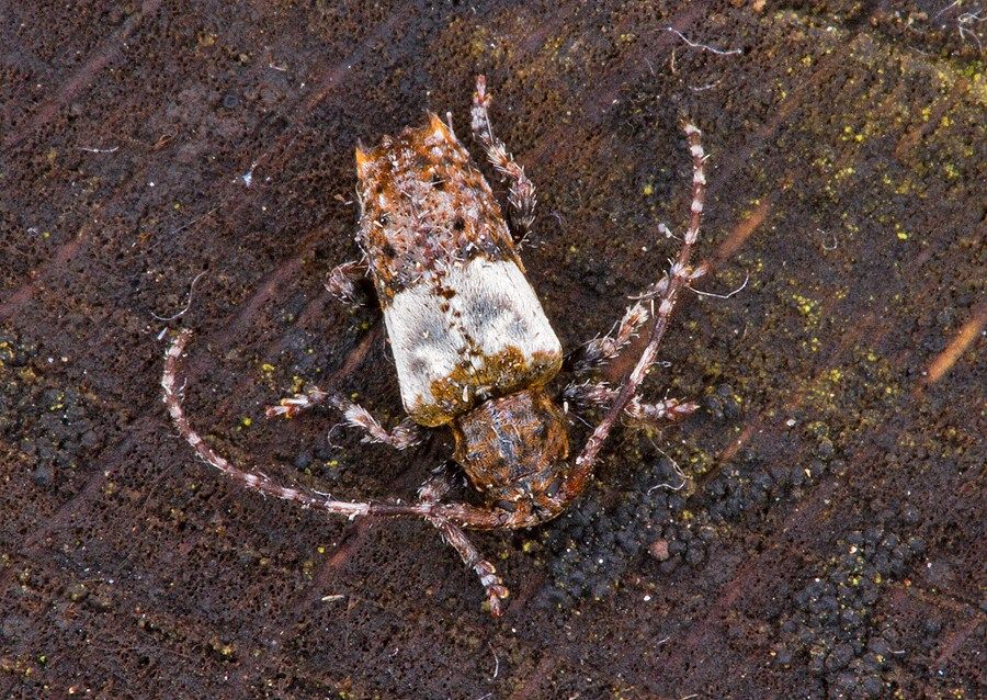 Pogonocherus hispidulus