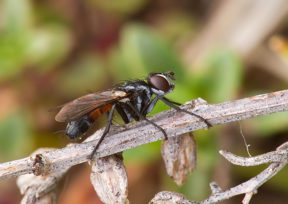 Cylindromyia pusilla