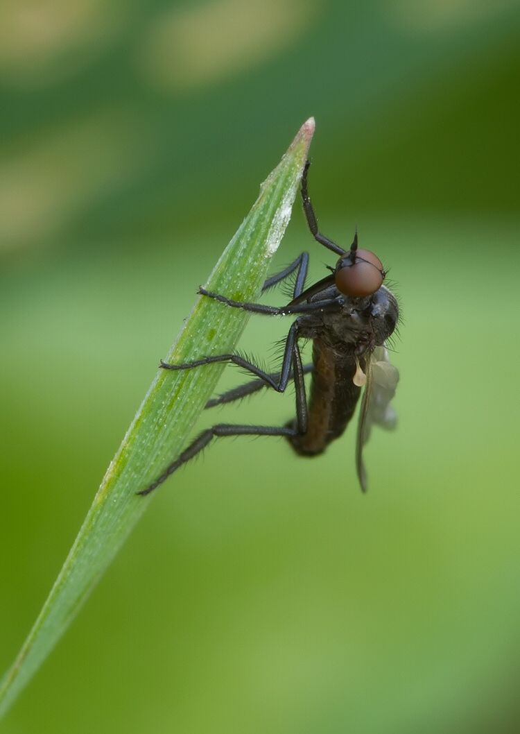 Empis genualis