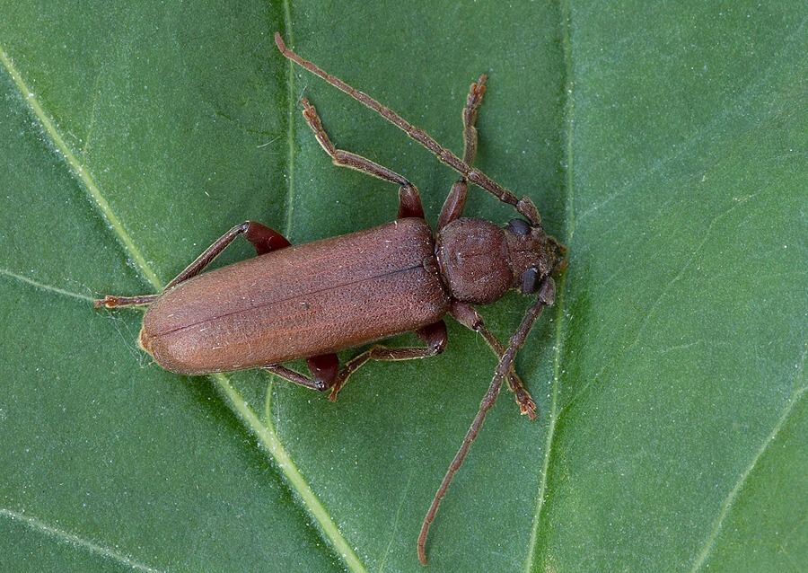 Arhopalus rusticus