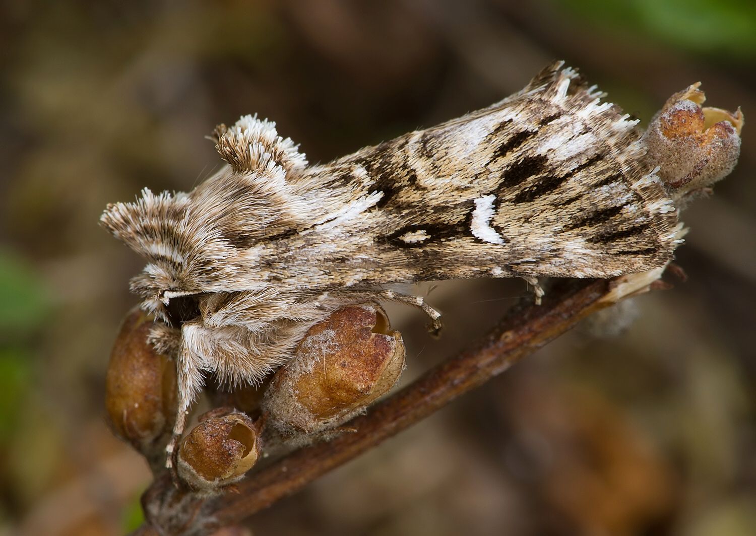 Calophasia lunula