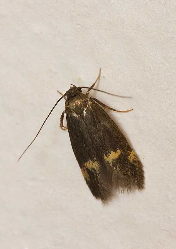 Borkhausenia minutella