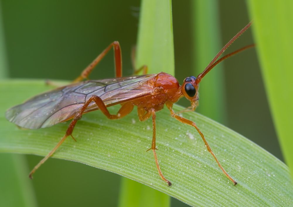 Netelia sp.