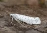 Yponomeuta evonymella