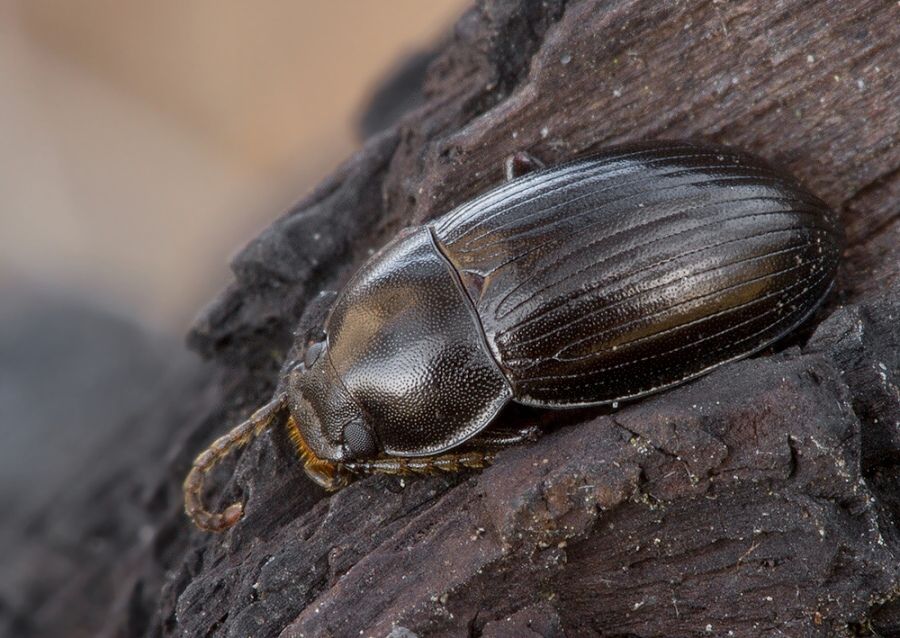 Nalassus dermestoides