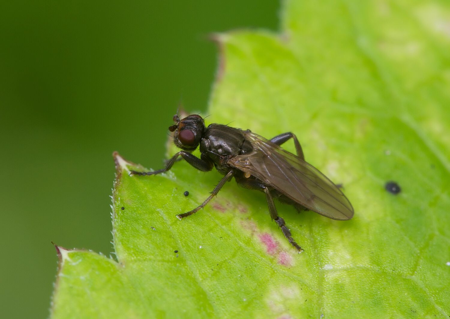 Sphaerocera curvipes