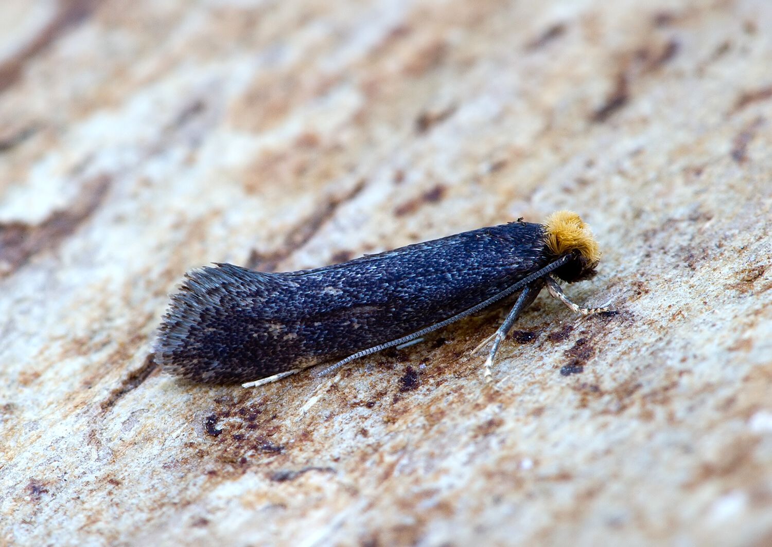 Tinea nonimella