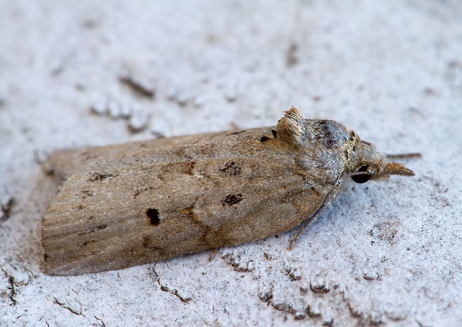Nycteola revayana