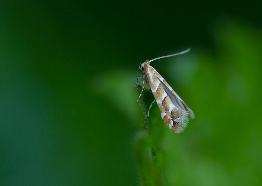 Cameraria ohridella