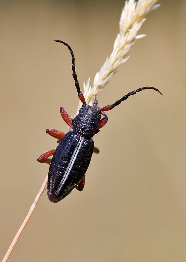 Pedestredorcadion pedestre