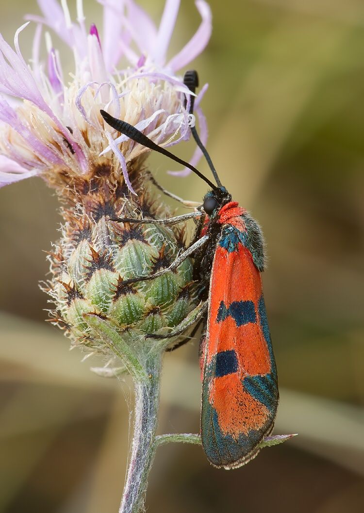 Zygaena laeta