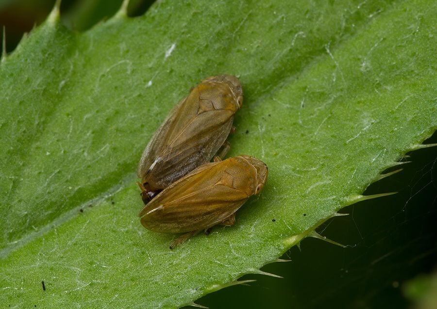Philaenus spumarius