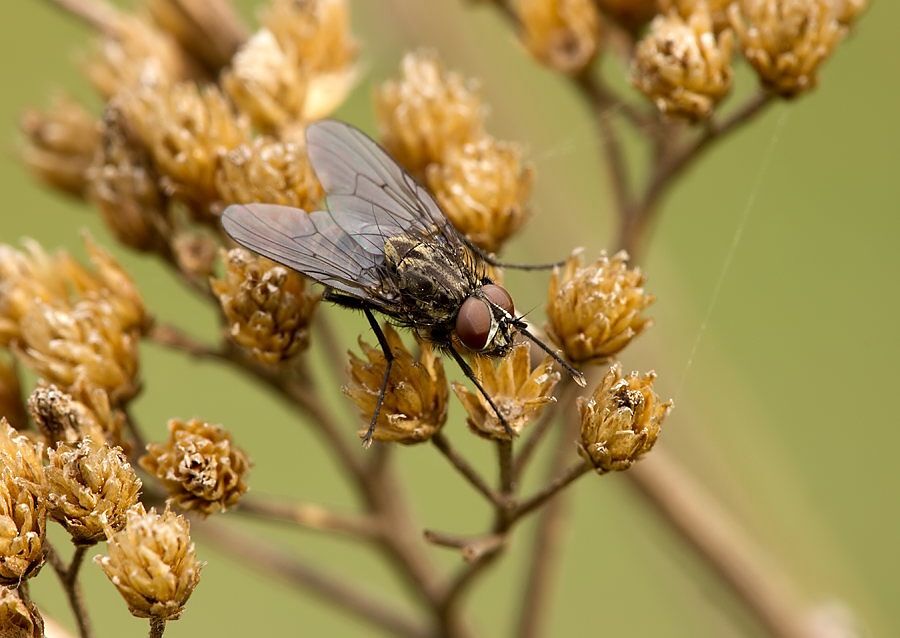 Hylemya variata cf.