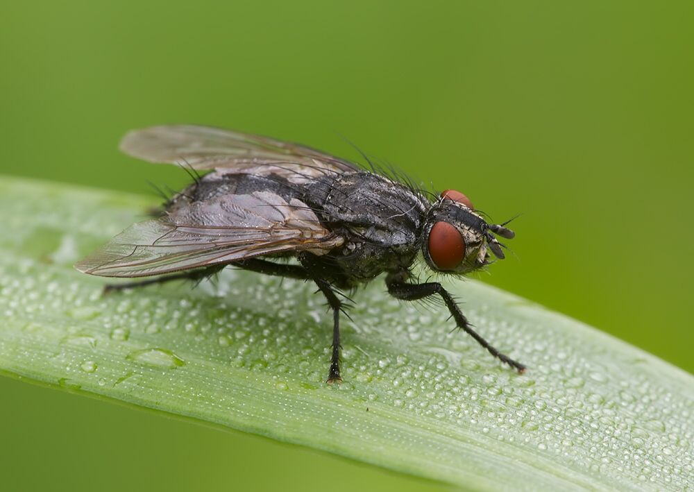 Athrycia trepida