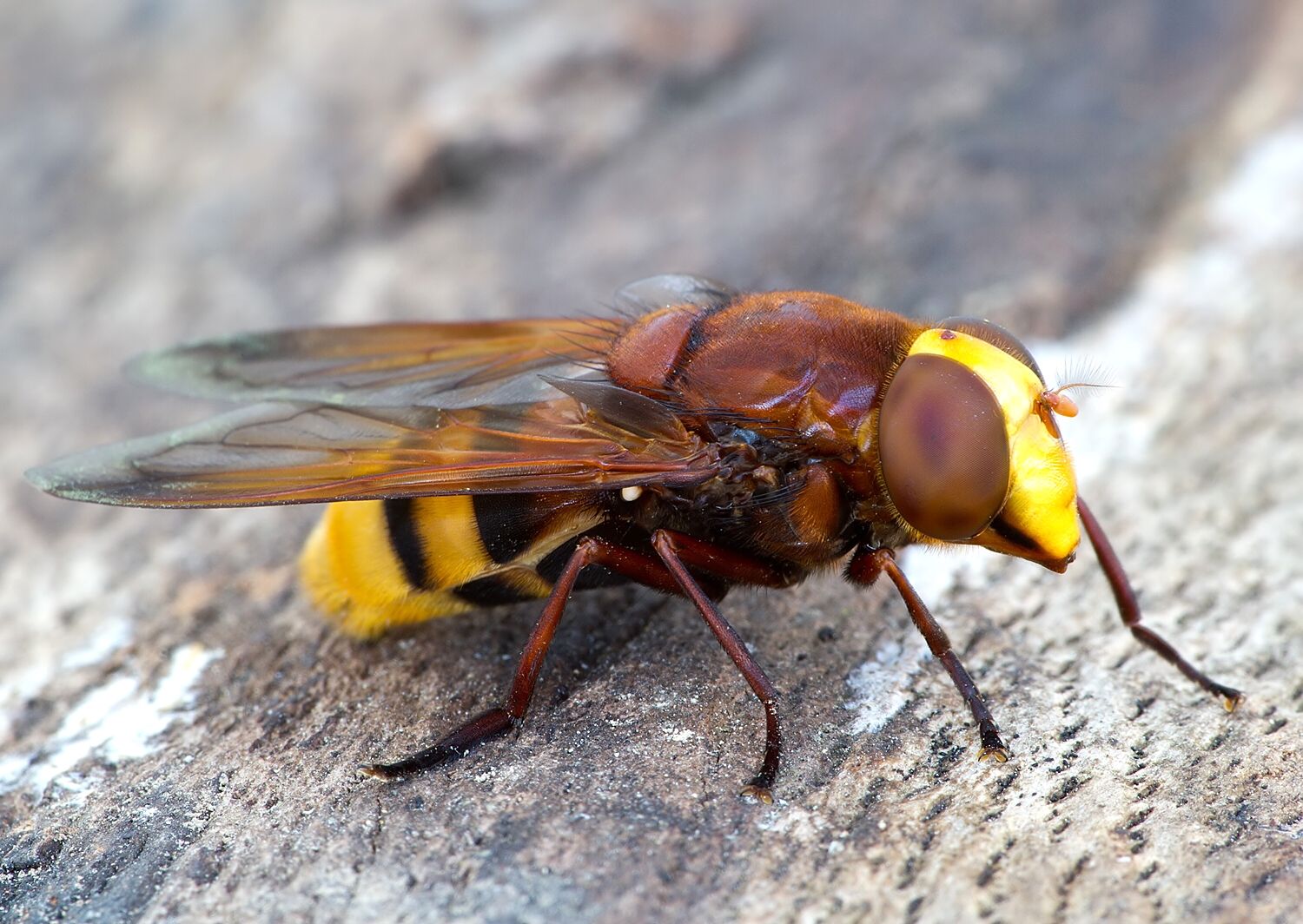 Volucella zonaria
