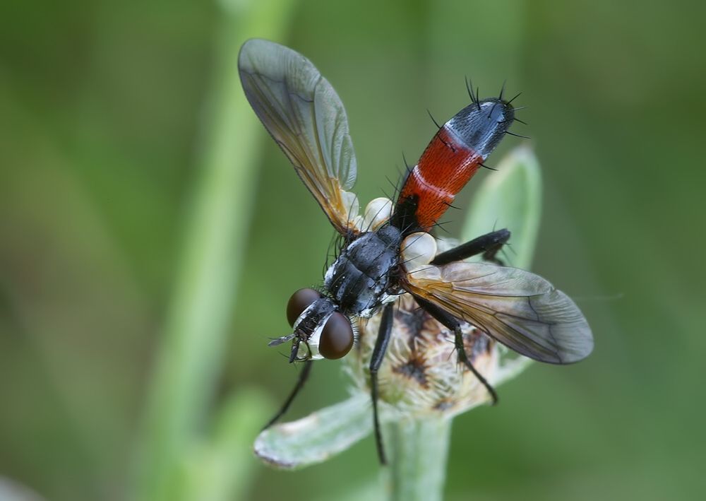 Cylindromyia brassicaria