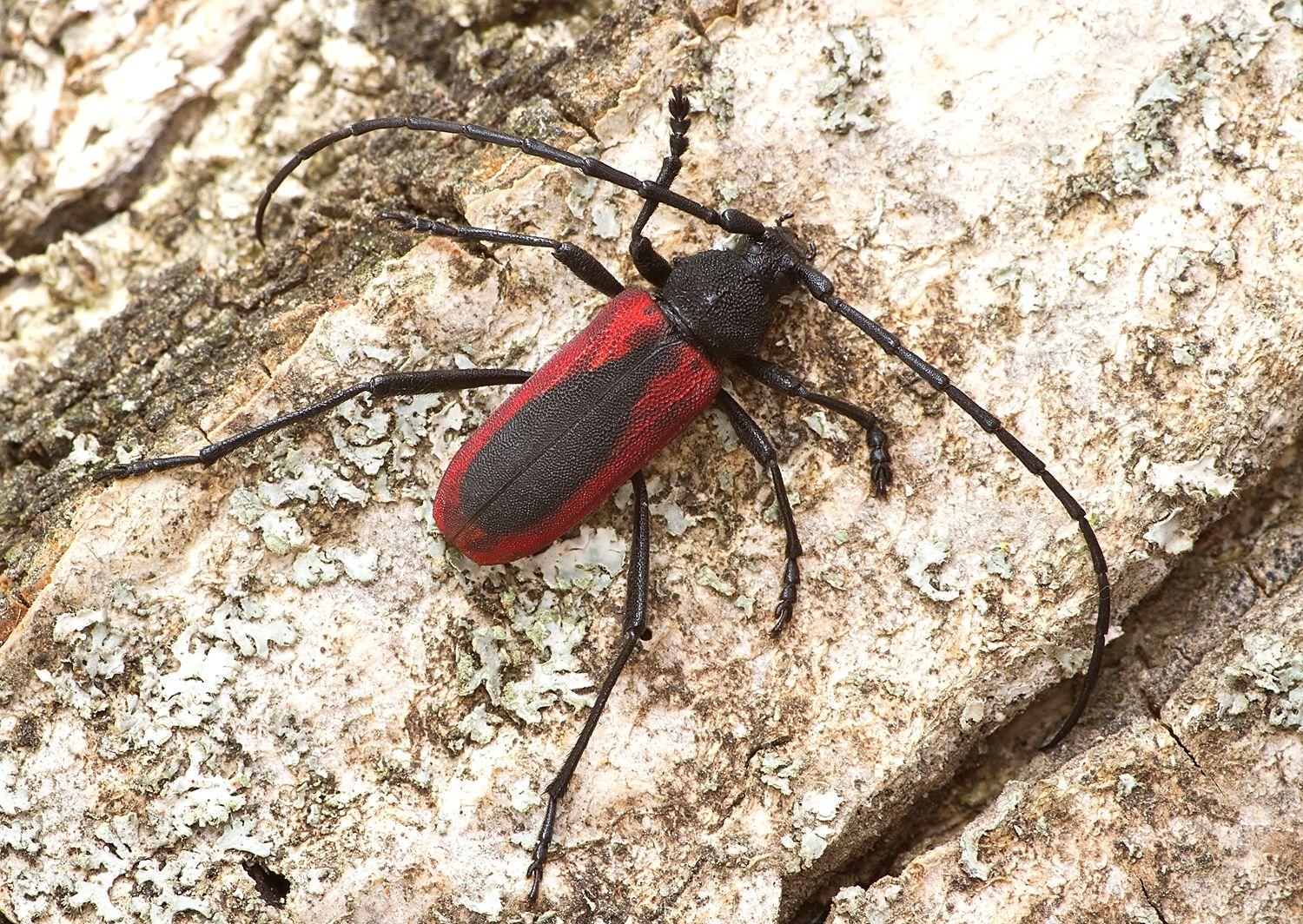 Purpuricenus kaehleri