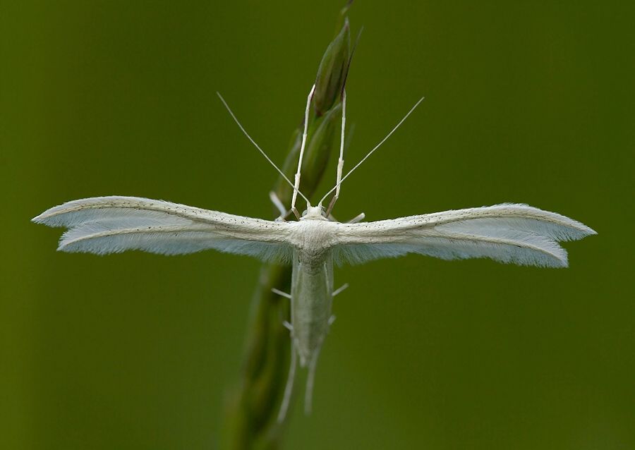 Pterophorus pentadactyla