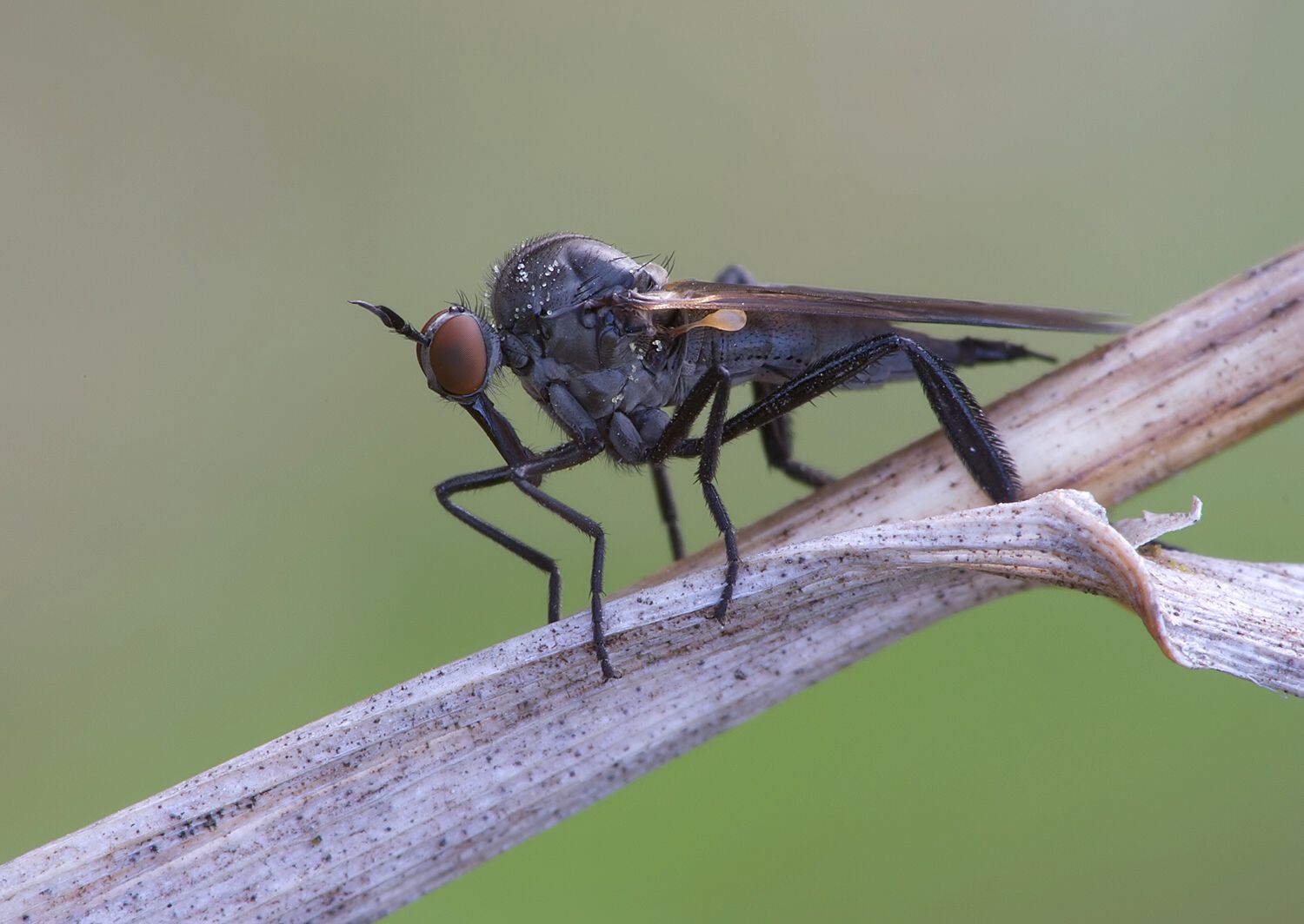 Rhamphomyia crassirostris