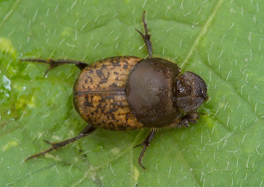 Onthophagus similis