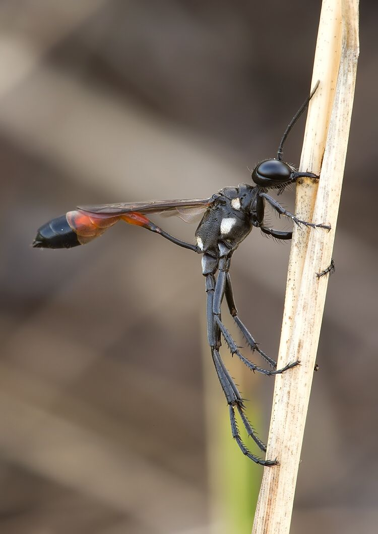 Ammophila campestris