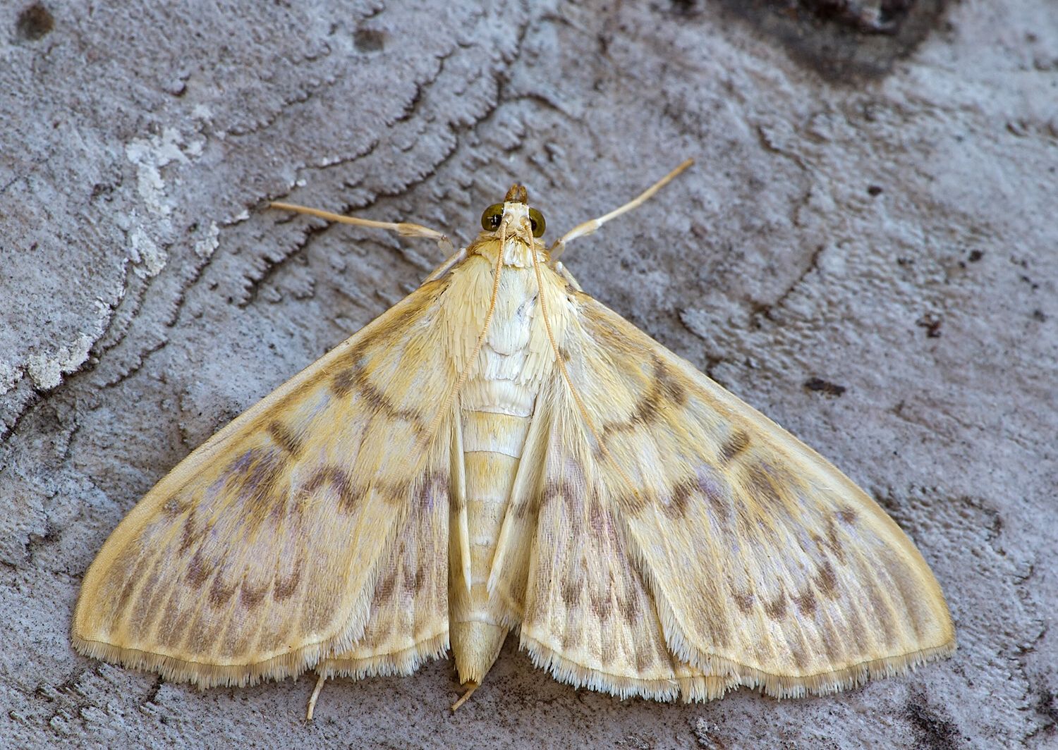 Pleuroptya ruralis