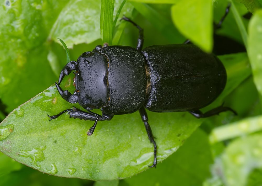 Dorcus parallelipipedus
