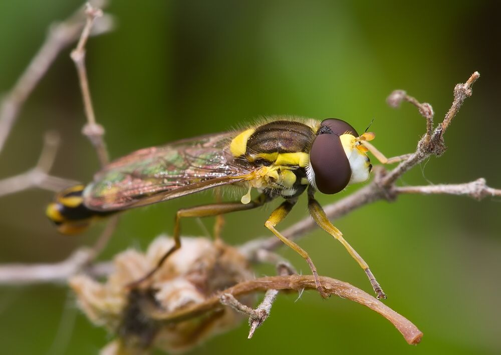 Sphaerophoria rueppelli