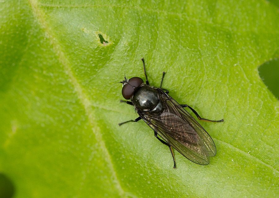 Cheilosia sahlbergi