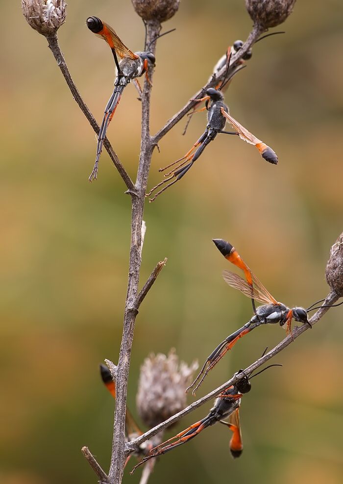 Ammophila heydeni