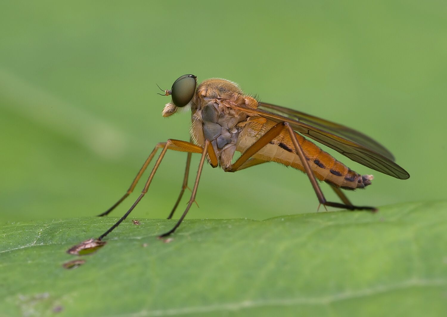 Rhagio tringarius