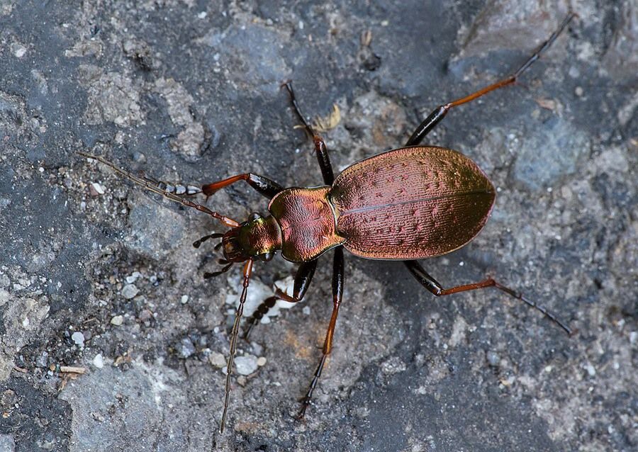 Carabus linnaei