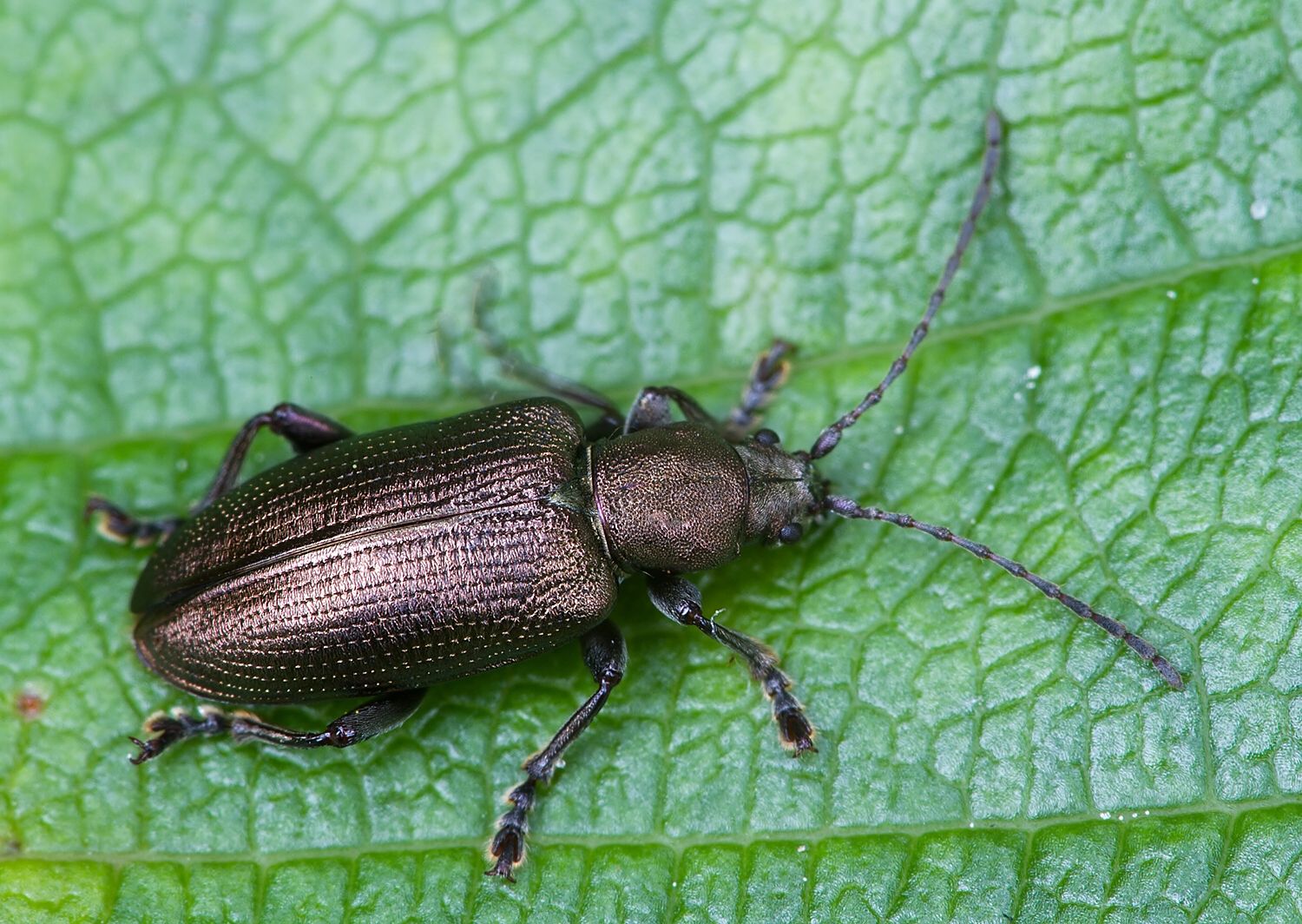 Plateumaris consimilis